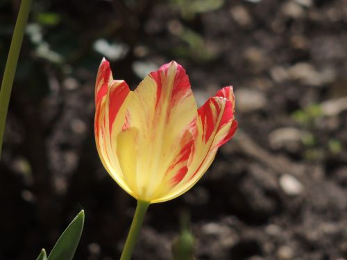 spring tulips petals