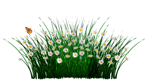 spring flowers grass