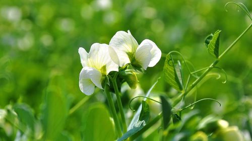 spring nature pea