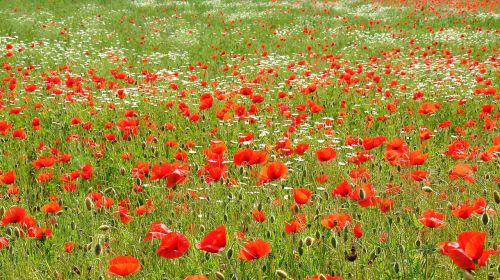 spring nature poppy