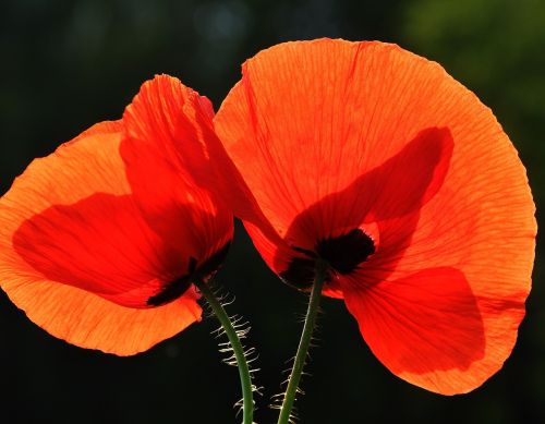 spring nature poppy