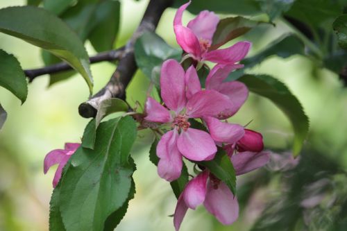 spring flower apple