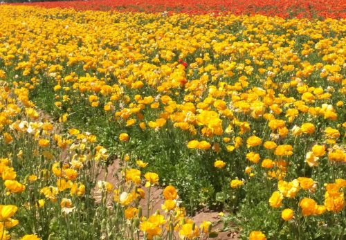 spring flower field nature