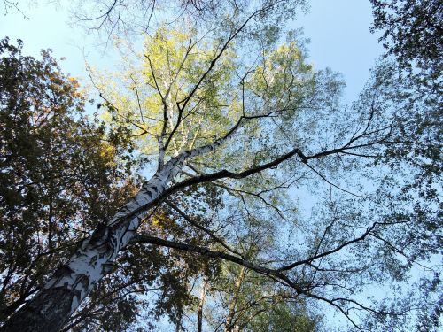 spring trees birch