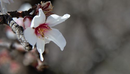 spring nature flowers