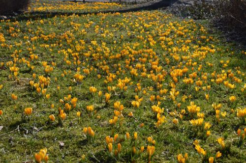 spring crocus flowers