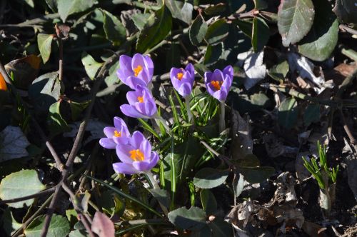 spring crocus flowers