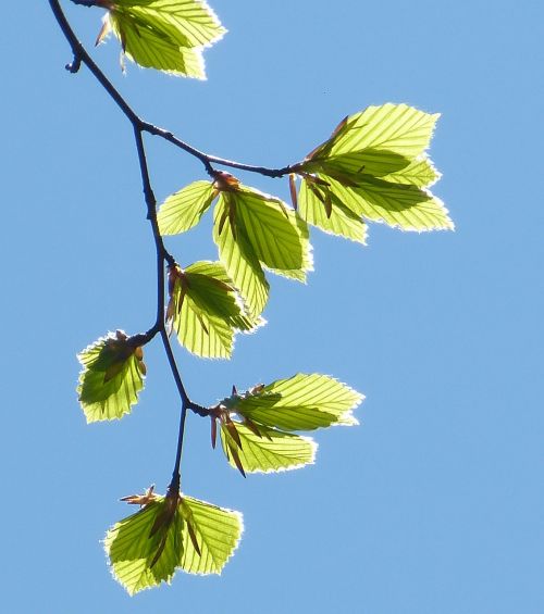 spring leaves leaf