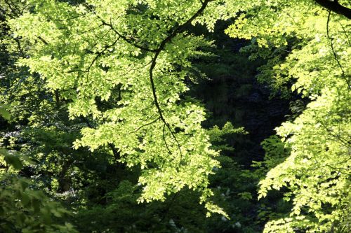 spring green trees