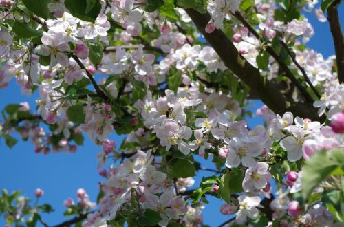 spring blooming tree nature