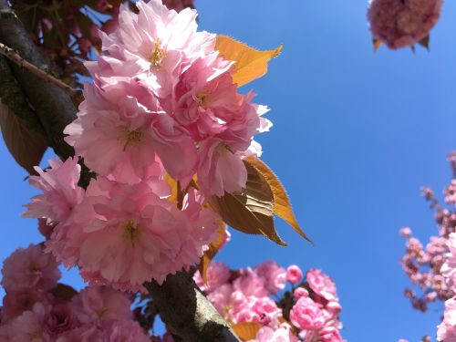 spring flower pink