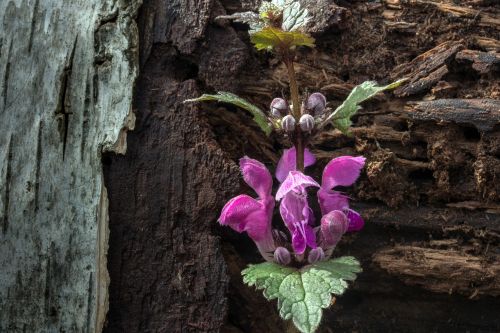 spring dead nettle wild herb