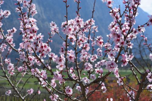 spring plant nature