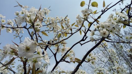 spring plant flower