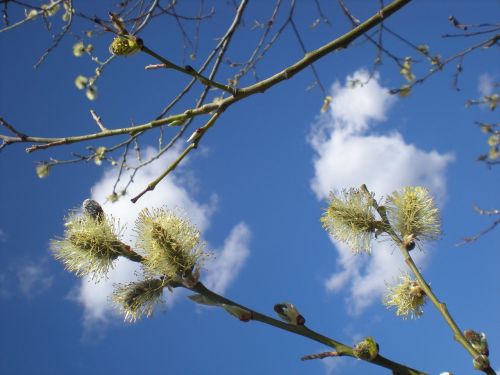 spring spring sky clouds flowers