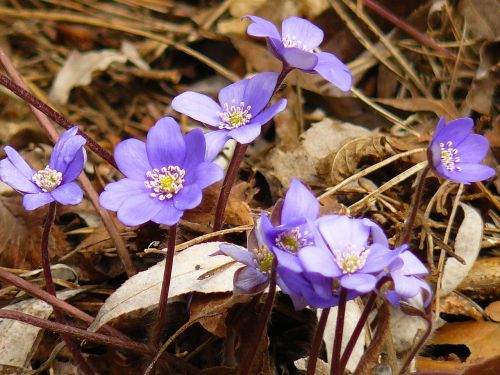 spring flowers nature