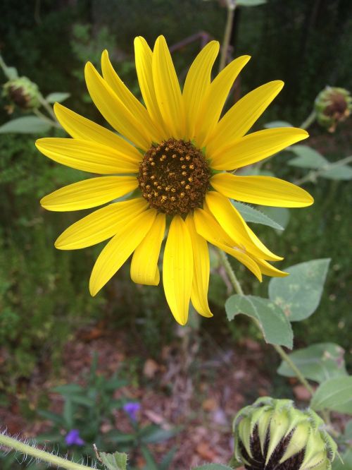 spring sunflower yellow