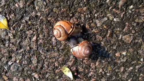 snails animals mating