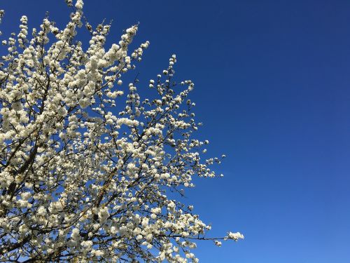 spring sky tree