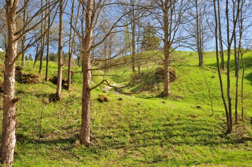 spring tree forest