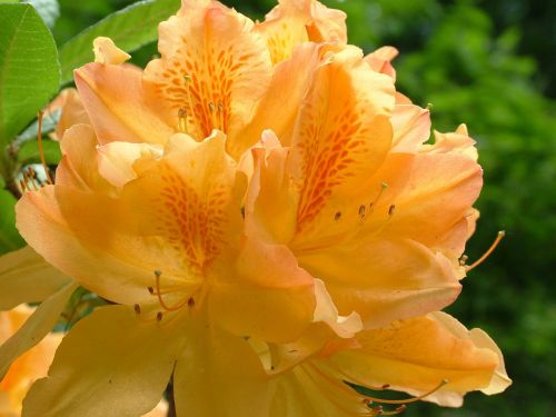 spring flowers rhododendron