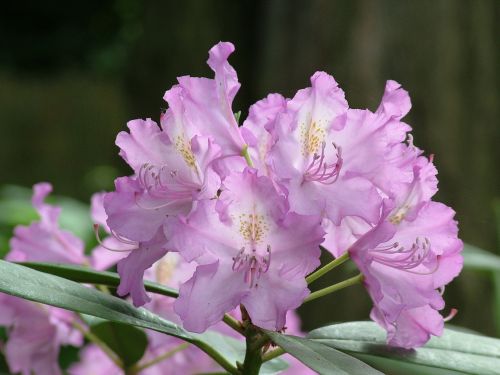 spring flowers rhododendron