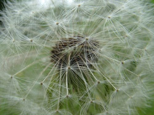 spring flowers dandelion