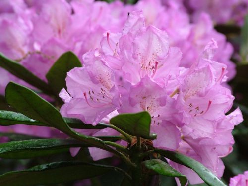 spring flowers rhododendron