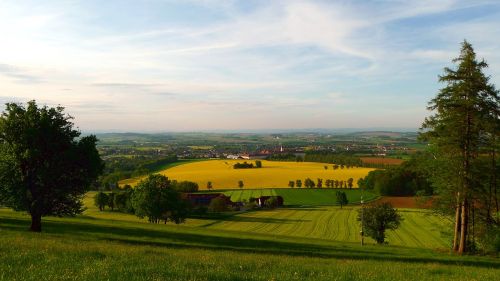 spring blooming rape field landscape