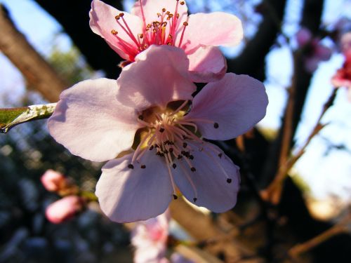 blossoms spring apricot