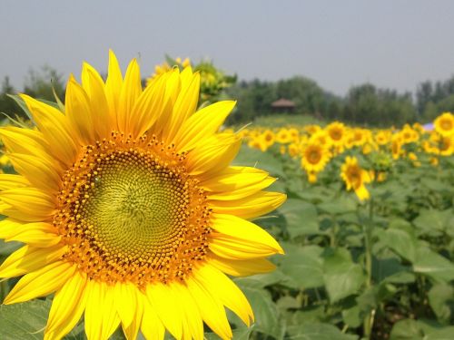 spring forest park sunflower