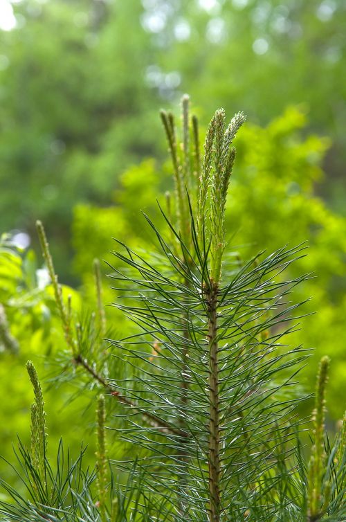 spring pine green