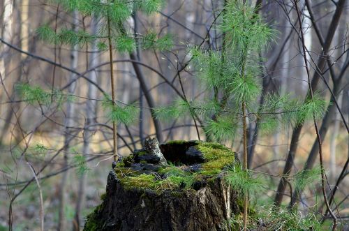 spring forest stump