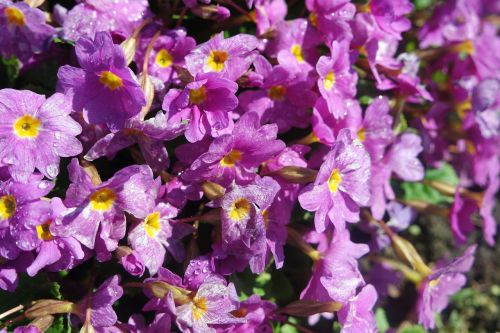 spring flowers primrose