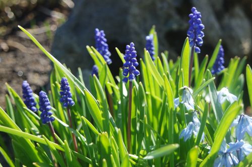spring muscari grape hyacinth