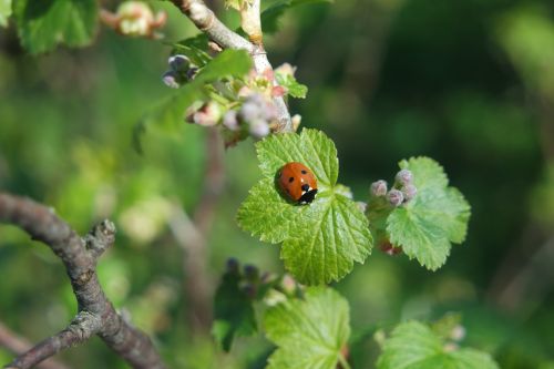 spring currant ladybird