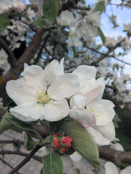 spring apple tree blossom white