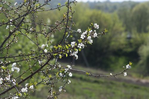 spring white bloom