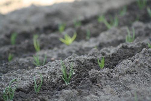 spring nature onion