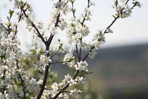 spring white bloom