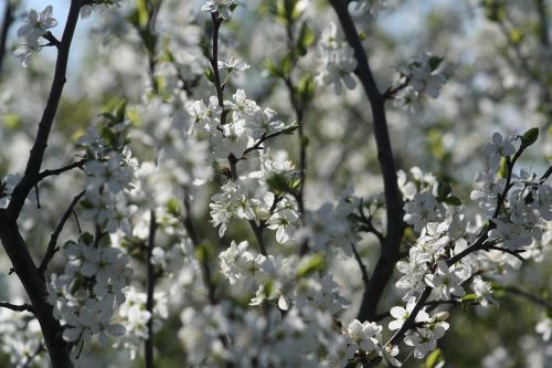 spring white bloom