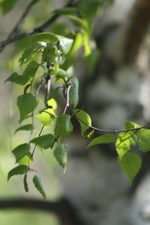 spring nature green