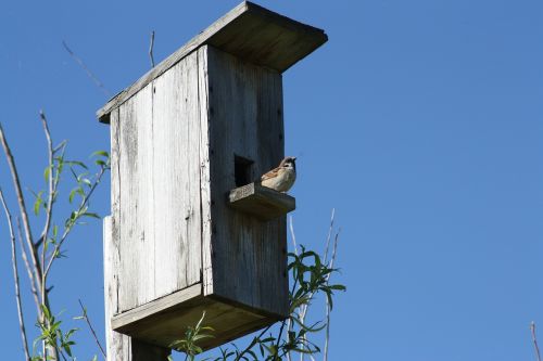 spring nature birdhouse