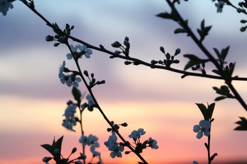 spring bloom nature