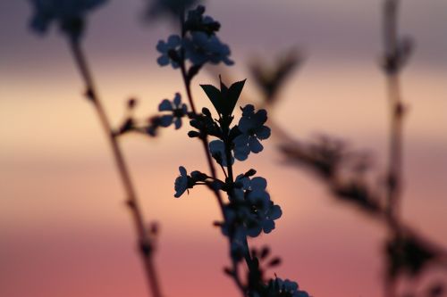 spring bloom nature