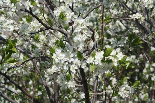 spring white bloom