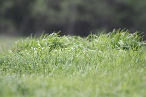 spring nature grass