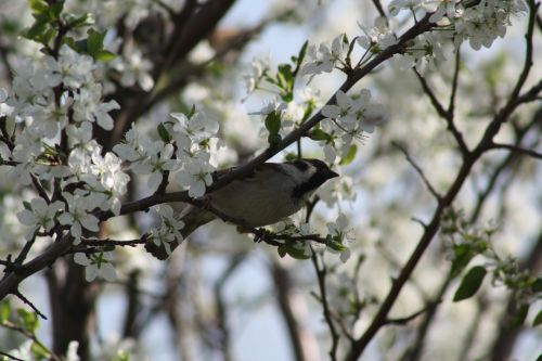 spring white bloom