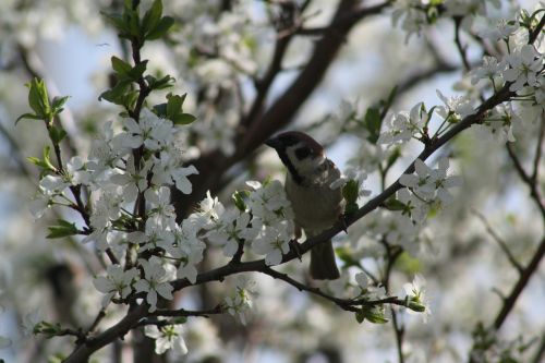 spring white bloom