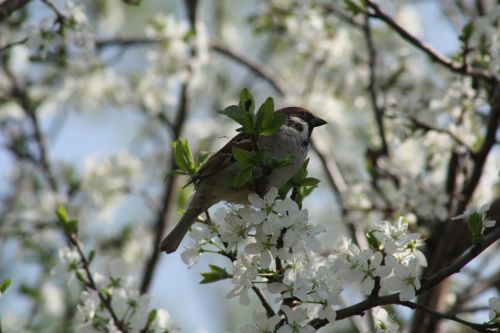 spring white bloom